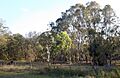 Paddocks at Perseverance