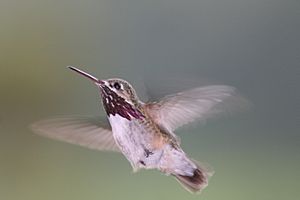 Pause in Flight; Calliope Hummingbird (Stellula calliope)