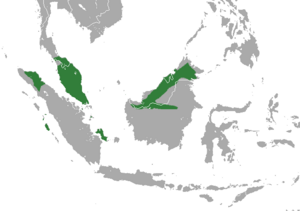 Pen-tailed Treeshrew area.png