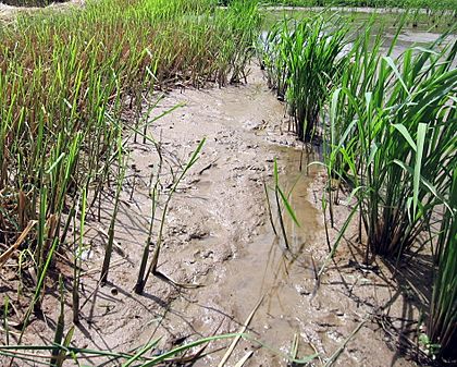 Perennial rice regrowth