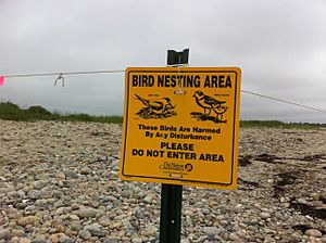 Plover Tern Sign