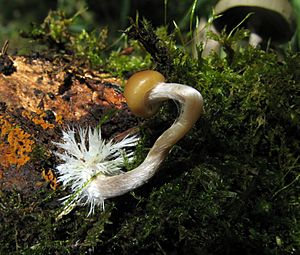 Psilocybe aztecorum 108691 crop