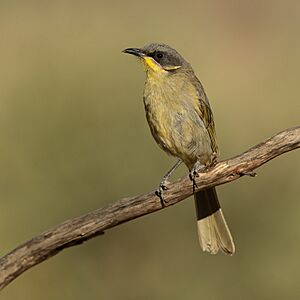 Purple-gaped Honeyeater - Patchewollock.jpg