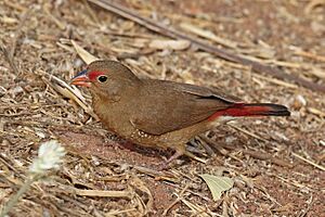 Red-billed firefinch (Lagonosticta senegala senegala) female.jpg