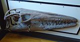 Rutgers University Geology museum luckily extinct head