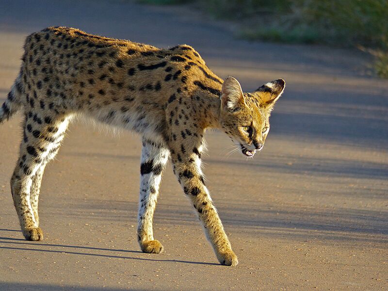Serval (Leptailurus serval) (14034520905)