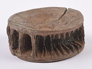 Shark Vertebrate Fossil