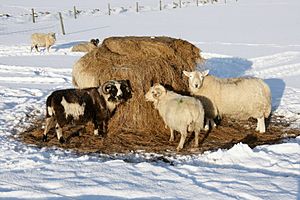 Sheep feeding on silage in the snow, Baltasound - geograph.org.uk - 1725708