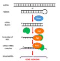 SiRNA mechanism.2