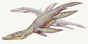 Simolestes1DB