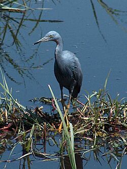 Slaty Egret by Neil Gray