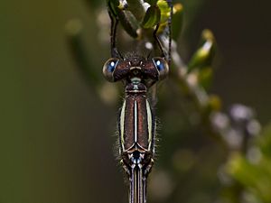 Slender ringtail ♀ (12713978675).jpg