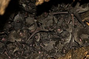 Southern short-tailed bats, Mystacina tuberculata