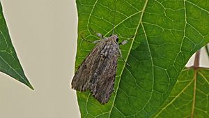 Spodoptera eridania - Southern Armyworm Moth (10094874236).jpg