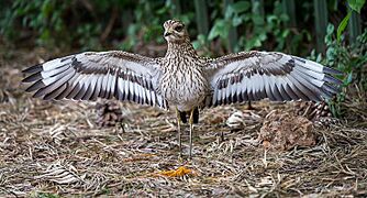 SpottedThick-knee2