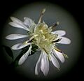 Symphyotrichum lateriflorum 25179708