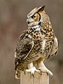 Talons, Great Horned Owl