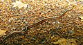 Thamnophis sirtalis concinnus - Silver Falls SP Oregon.jpg