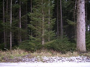 Trees at vastly differing stages of maturity in Dalby Forest - geograph.org.uk - 334212