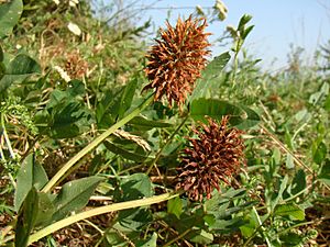 Trifolium ambiguum Y03.jpg