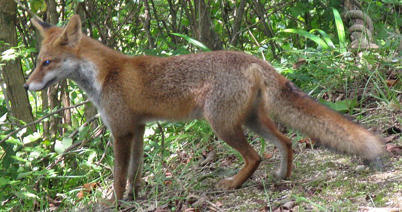 Vulpesvulpesjaponica