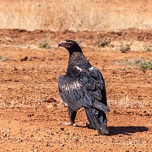 Wedge-tailed eagle Diamantina Developmental Road Boulia Shire Queensland P1060464
