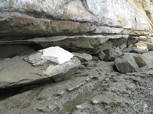 White rock eroding away, between Ladies Bay and St Heliers Bay Auckland