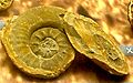 Xenodiscus besairiei