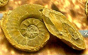 Xenodiscus besairiei