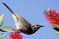 Yellow-faced Honeyeater callistemon