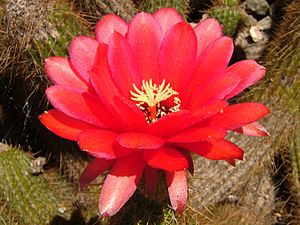 2008 07 Botanical Garden Meran 71610R0413.jpg