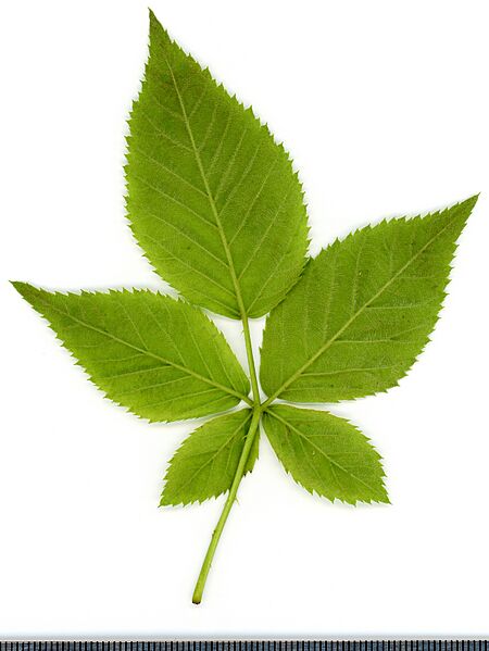 2020 year. Herbarium. Blackberries. img-012