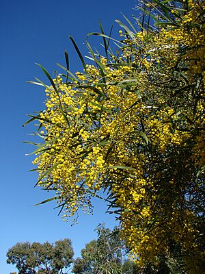 Acacia macradenia