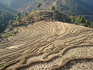 Agriculture land of Nepal