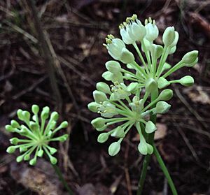 Allium tricoccum - Ramps (cropped).jpg