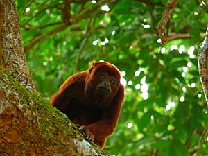 Alouatta arctoidea Mono araguato Ursine howler,jpg