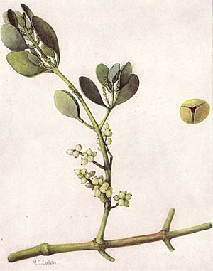 American Mistletoe (NGM XXXI p514).jpg