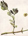 American Mistletoe (NGM XXXI p514)
