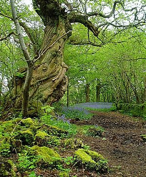 Ancient woodland, Inchmahome