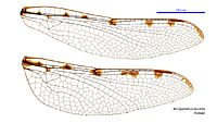 Archipetalia auriculata female wings (34665322910)
