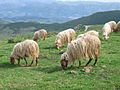 Asturian sheep