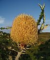 Banksia. The flower of the Banksia Tree, Cape Le grand NP