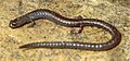 Batrachoseps nigriventris