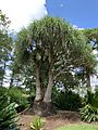 Beaucarnea recurvata—in Mounts Botanical Garden