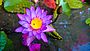 Beauty of Blue Water Lily (Water Lily).jpg