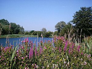 Bedfont Lakes Country Park - geograph.org.uk - 93469