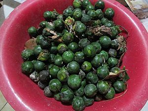 Belloto del sur fruto