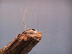 Dead tree trunk with bird nesting on top
