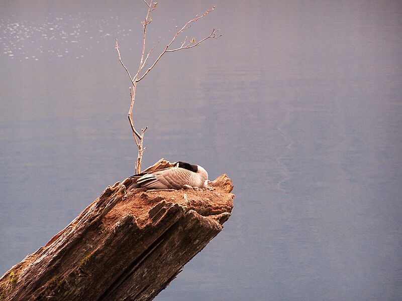 Bird canada nest log (23797052873)