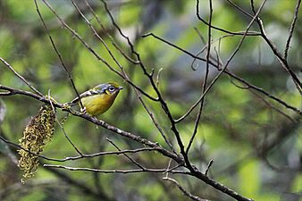 Black-eared Shrike-babbler Khonoma Nagaland 19.10.2018